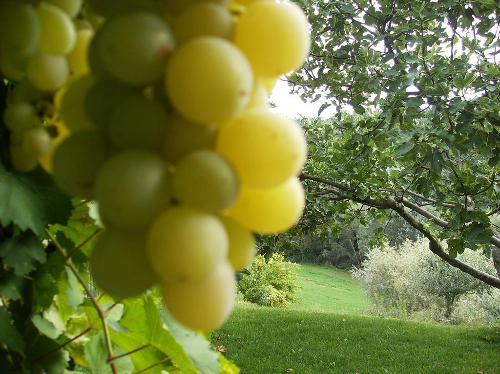 Agriturismo Casa Garello Salice Terme Luaran gambar
